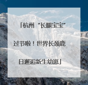 杭州“长腿宝宝”过节啦！世界长颈鹿日邂逅新生幼崽